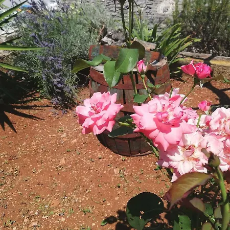 Apartment Amfora